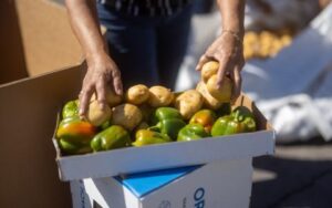 Person placing fresh potatoes and green bell peppers into a donation box during a Kentucky Harvest food rescue effort.